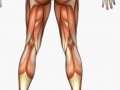 musculature_legs_back.jpg